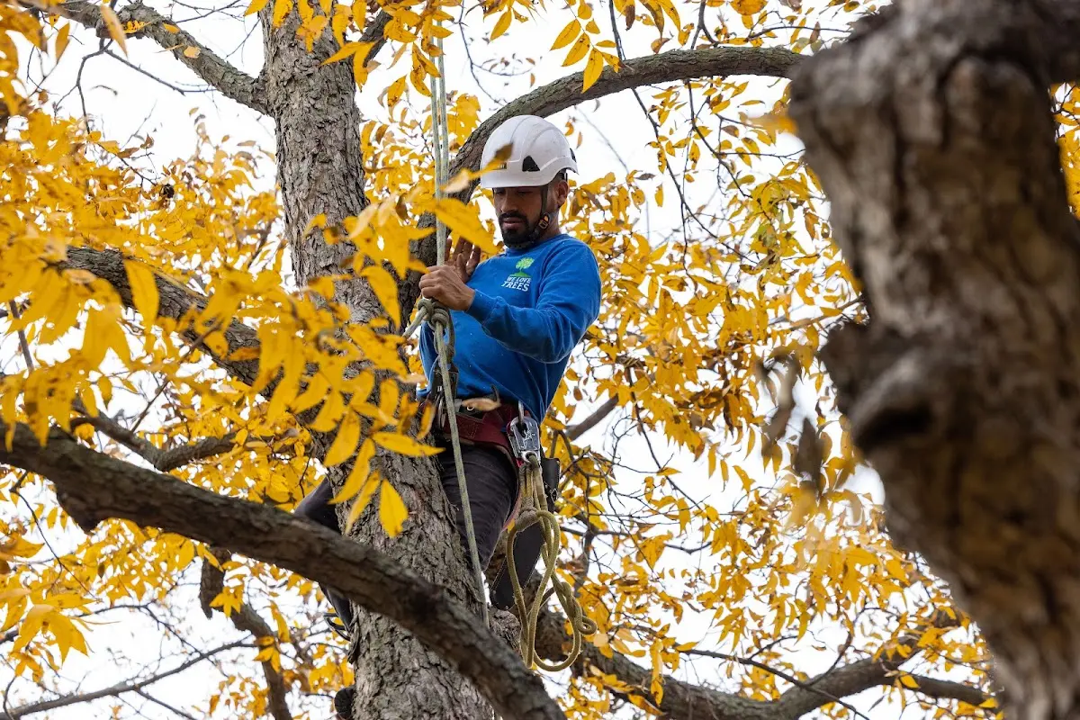 Skilled Emergency Tree Service crew working in Corry