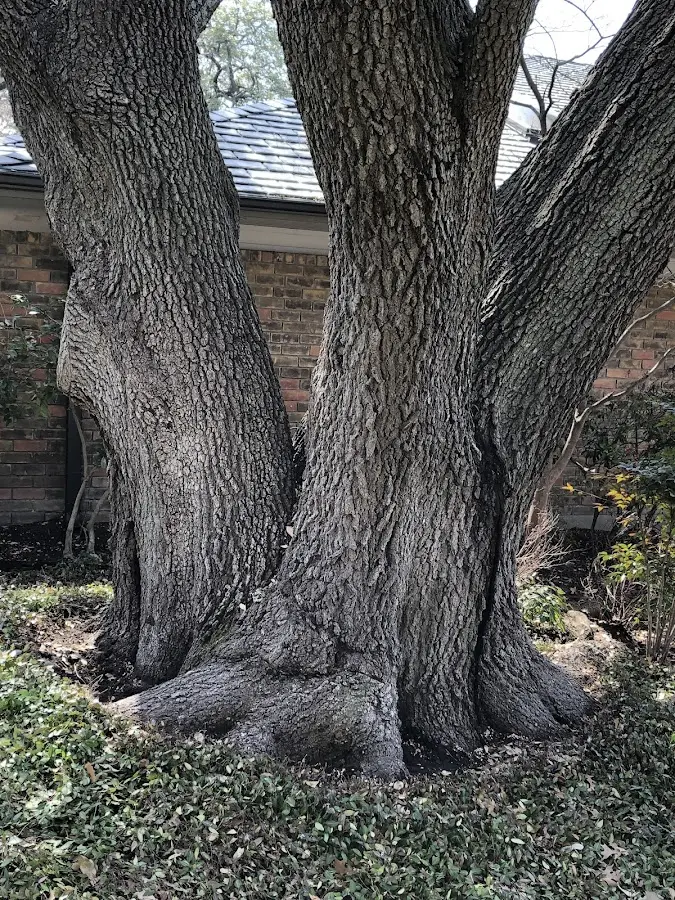 Mature heritage tree close to a Corry property cared for by certified arborists